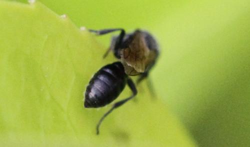 Réf. 363 781 : Pemphredon sp.